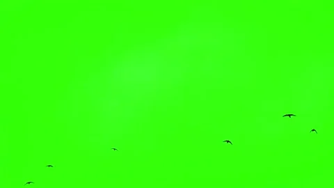 Green Screen Birds Stock Footage ~ Royalty Free Stock Videos 