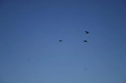 Birds In The Sky Stock Photos