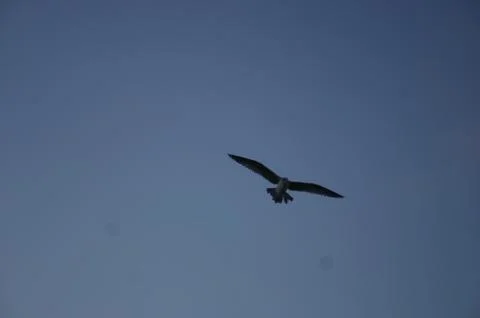 Birds In The Sky Stock Photos