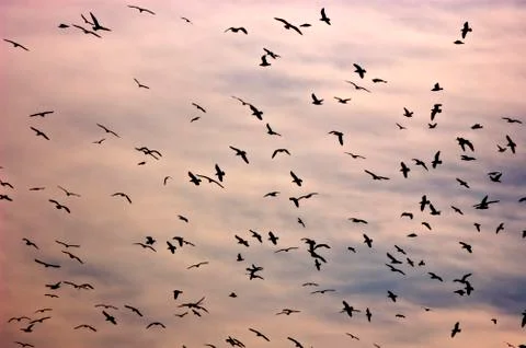 Birds in the sky Stock Photos