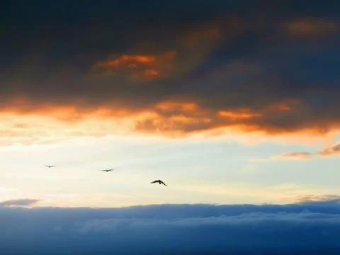 Birds on sky Stock Photos