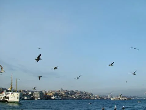 Birds on the sky Stock Photos