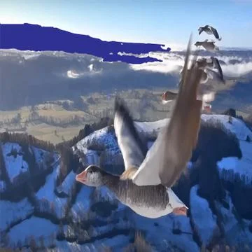 Birds in the sky 写真素材