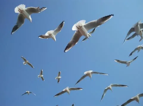 Birds in the sky Stock Photos