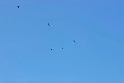 Birds in the sky Foto stock