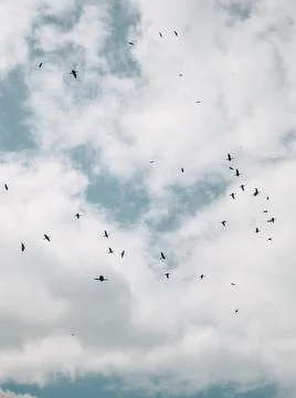 Birds in the sky Stock Photos