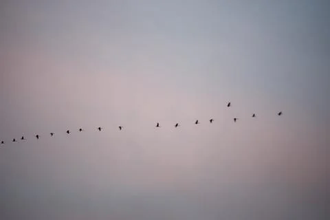 Birds in the sky Foto stock
