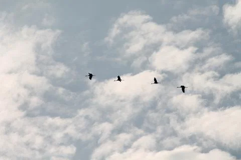 The birds in the sky return in the spring Stock Photos