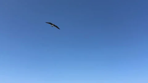 Birds in sky, Seagulls flying soaring above the serene sea, Freedom and Stock-Footage 273611083