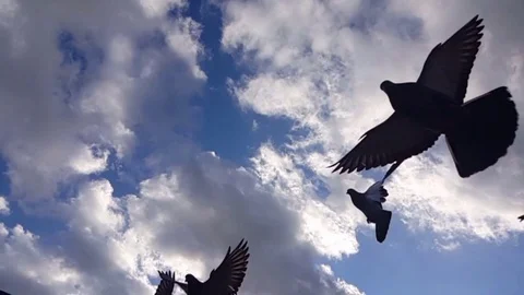Birds in the sky slow motion Stock Footage 83245829