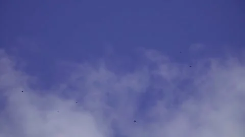 Birds in the sky in slow motion Stock Footage 248705769