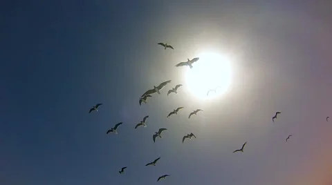 Birds on the sky in the sun Stock Footage 49035065