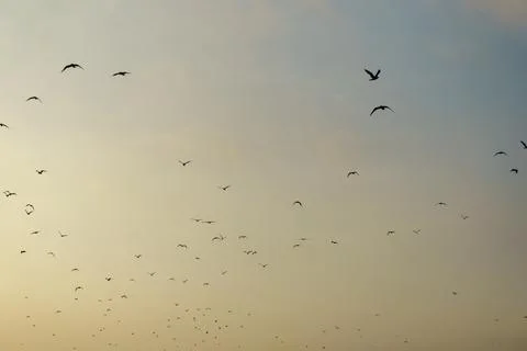 Birds in the sky in sunset Foto stock