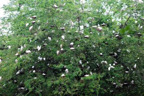 Birds Sleeping on Tree Stock Photos