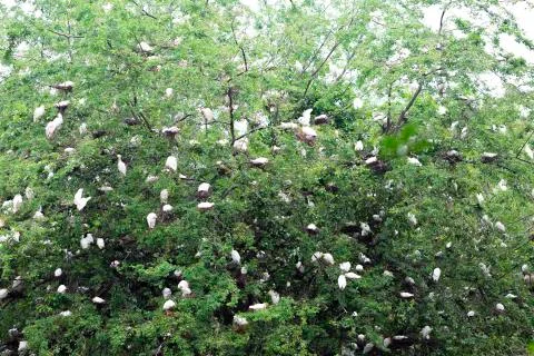 Birds Sleeping on Tree Stock Photos