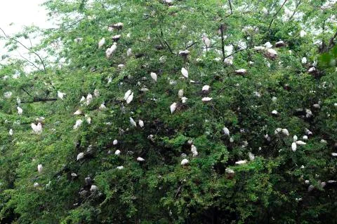 Birds Sleeping on Tree Stock Photos