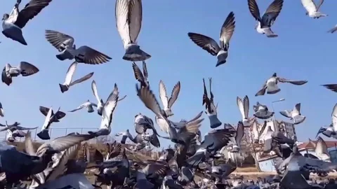 Birds slow motion Stock Footage 83875603