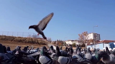 Birds slow motion Stock Footage 83876925