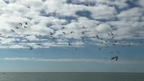 Birds slow motion Stock Footage 202186844