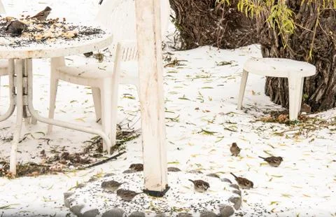 Birds in the Snow Photos