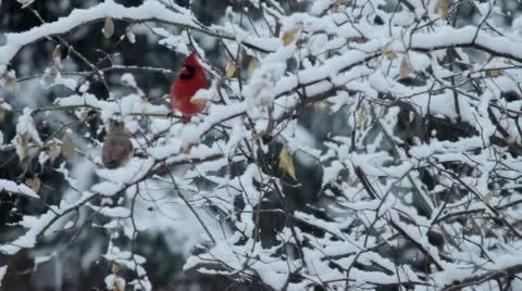 Birds with Snowfall Stock Footage 11895262