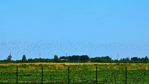 Birds Soar Above Verdant Fields on a Sunny Day in Bene, Latvia Stock Footage 317538452