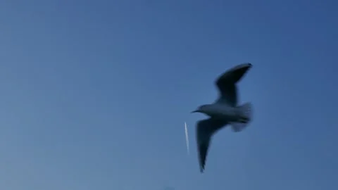 Birds soar across frame with an airplane contrail cutting through clear blue sky Stock Footage 318686244