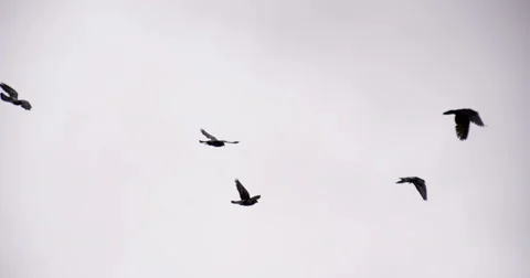 Birds Soar Into the Cloudy Sky 4K Stock Footage 57673265