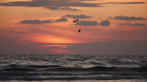 Birds soar in the headwind over the beautiful evening sea during sunset. Summer Stock Footage 146293141