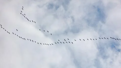 Birds soar in V-shape against cloudy sky Stock Photos