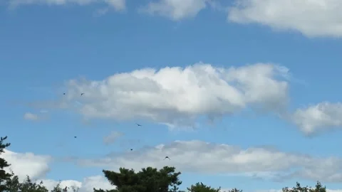 Birds Soaring Across Blue Sky and White Cumulus Clouds Video stock 344863529