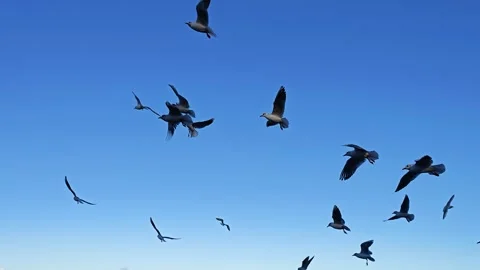 Birds soaring in a clear blue sky over a coastal area 스톡 동영상 293905971