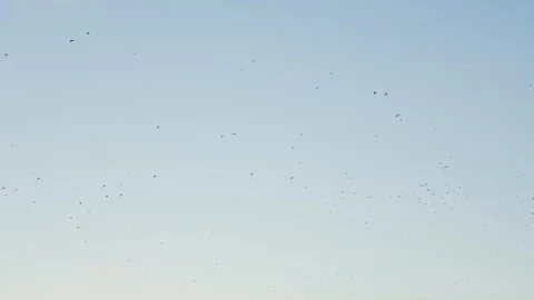 Birds Soaring High Across a Clear Blue Sky During a Peaceful Morning Flight Stock Footage 344864653