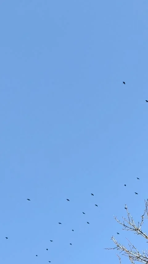 Birds soaring in open sky under daylight, wildlife concept. Stock Footage 331150944