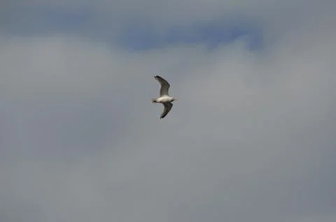 Birds soaring on sky Stock Photos