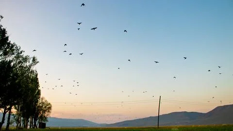 Birds soaring at sunset, returning to their nests in Erzurum, Turkey. Stock Photos