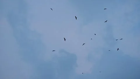 Birds Soaring Through Blue Sky With Clouds Stock Footage 290520243