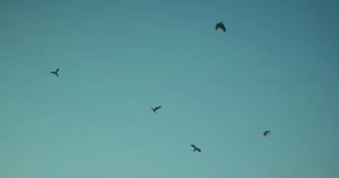 Birds soaring through clear blue sky in peaceful natural scene. Minimal Stock Footage 335999983