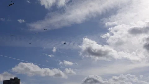 Birds Soaring Through Clouds in Blue Sky Video stock 308482690
