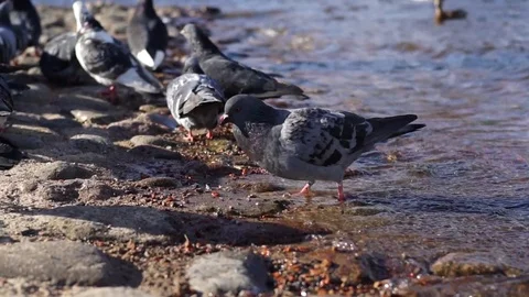 Birds on the spoon Stock Footage 83222440