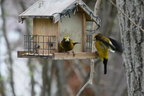 Birds in spring Stockfoto's