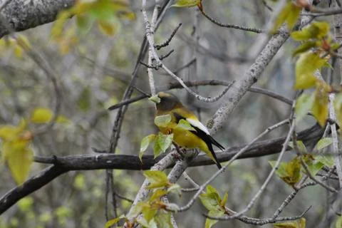 Birds in spring Stockfoto's