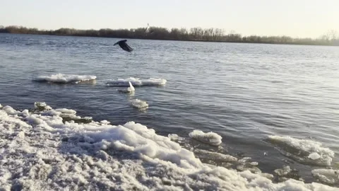 Birds on the spring river Stock Footage 237263551