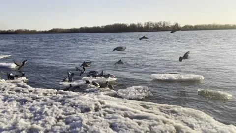 Birds on the spring river Stock Footage 237263967
