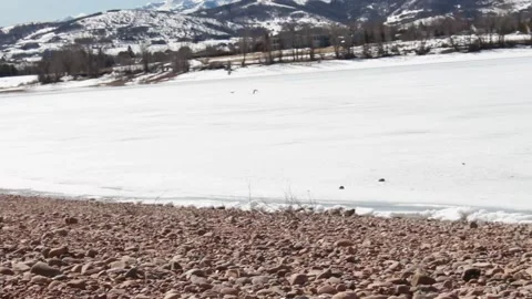 Birds Squawk And Fly Across Frozen Lake Utah Stock-Footage 210540690