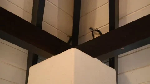 Birds in Sri Lanka Stock Footage 174912337
