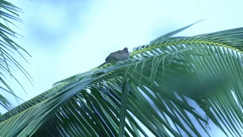 Birds in Sri Lanka Stock Footage 174914667