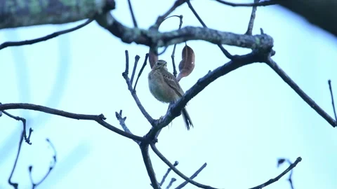 Birds in Sri Lanka Stock Footage 174915418