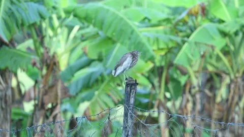Birds in Sri Lanka Stock Footage 174916384