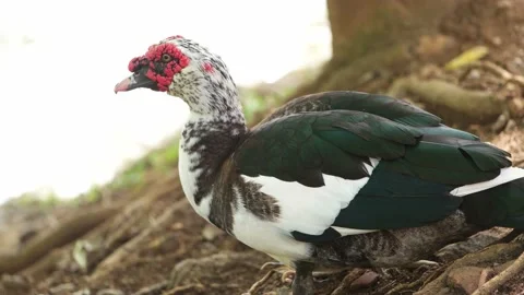Birds in Sri Lanka Stock-Footage 174919063